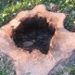 TreeRotAnalysis